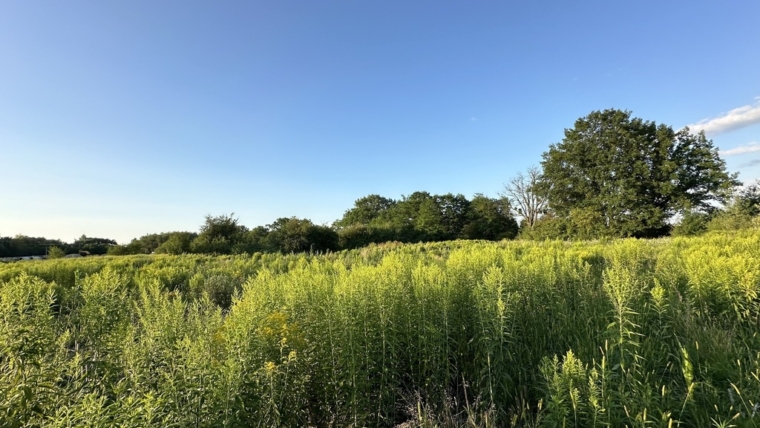 Inwestycja pod halę, logistykę, usługi